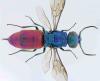Chrysura refulgens